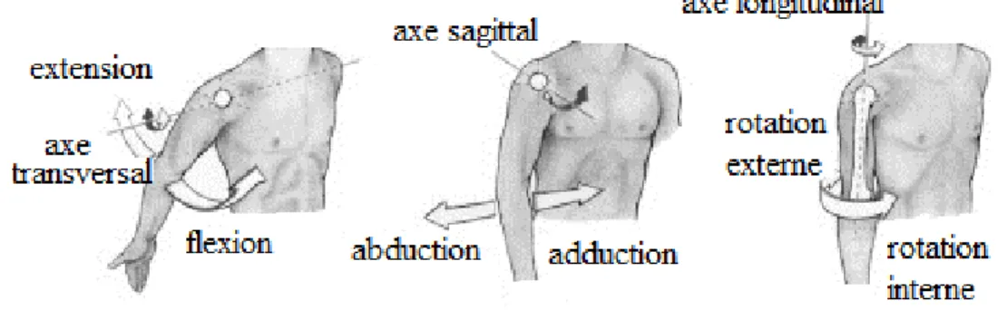 Figure 2 : Les mouvements de l'épaule et leurs axes de rotation  http://www.corpshumain.ca/muscle_articulation.php#L'épaule 