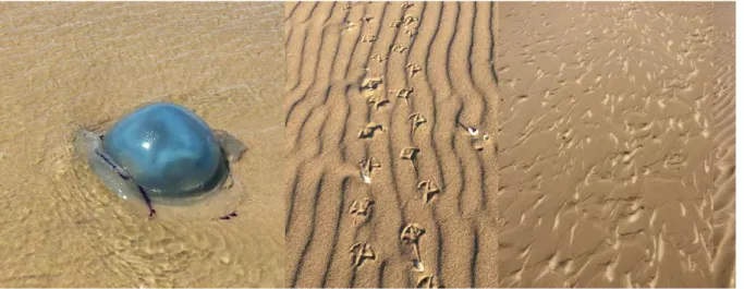 Figure 10 : Marche jusqu’au sémaphore de Sangatte, découverte du paysage à travers les divers motifs dessinés par le vent  et l’eau