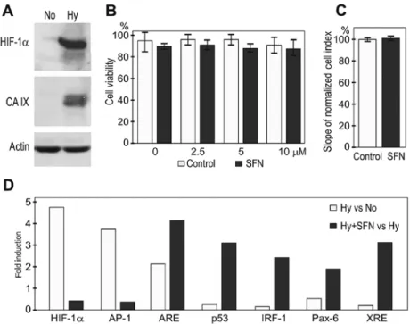 Figure 1. Molecular and cellular response of A2780 cells to hypoxia and SFN. (A) Western blot analysis of HIF-1 α  and CA IX expression in A2780 cells