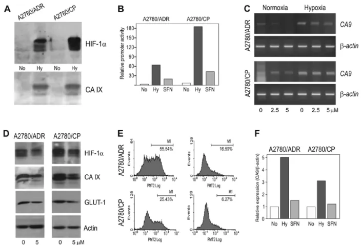 Figure 4. Responses of chemoresistant A2780/ADR and A2780/CP cells to hypoxia and SFN