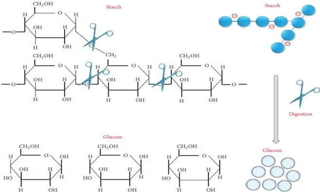 Figure 2. 2 Schéma simplifié de l’hydrolyse de l’amidon par l’amylase (tiré de Gopinath et al., 2017,    p