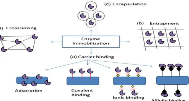 Figure  2.  6  Différentes  stratégies  d’immobilisation  enzymatique  (tiré  de  Sankaran,  Show  et     Chang, 2016, p