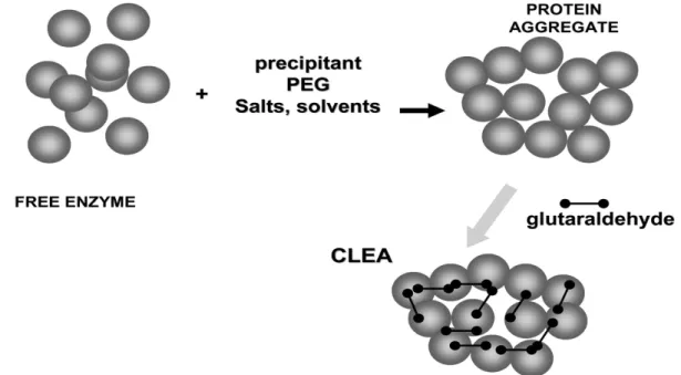 Figure 2. 7 Préparation d’agrégats d’enzymes réticulés (CLEA)  (tiré de Barbosa et al.,               2014, p