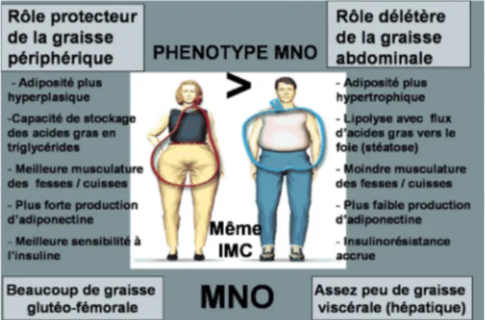 Figure 1. Mécanismes liés à l’adiposité abdominale et à l’adiposité périphé- périphé-rique pouvant contribuer au phénotype MNO.