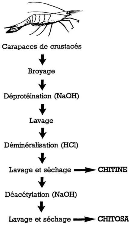 FIGURE  2  :  Schéma  de  la  préparation  de  chitine  ou  de  chitosane. 