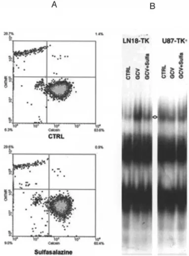 Figure 3. Effect of sulfasalazine on the contact-independent bystander effect of glioma cells