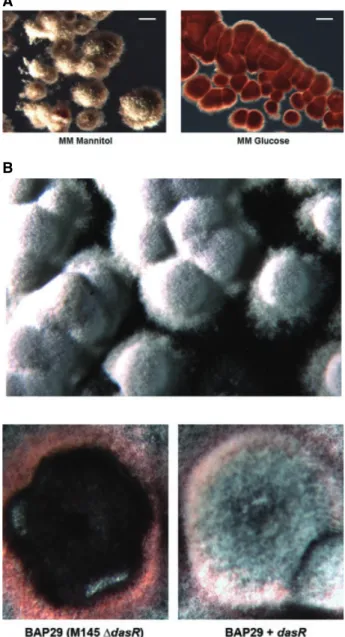 Fig. 2. Phenotype of the dasR mutant and complementation in trans.