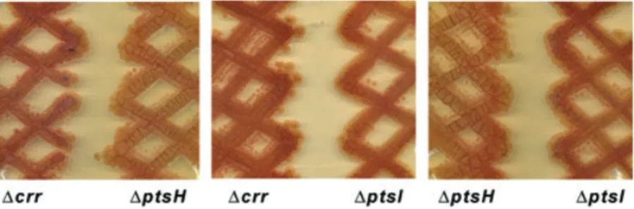 Fig. 6. Phenotype of the pts mutants on R2YE and SFM agar. Strains BAP1 (M145 ptsH::aacC4), BAP2 (M145 crr::aacC4) and BAP3 (M145 ptsI::aacC4) were grown for 7 days on R2YE agar, and all three PTS mutants showed complete vegetative arrest (Bld phenotype)