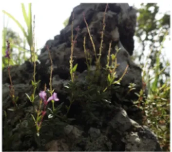 Fig. 1. Aeollanthus saxatilis growing on a cellular siliceous rock in a natural population near Fungurume, Democratic Republic of Congo.