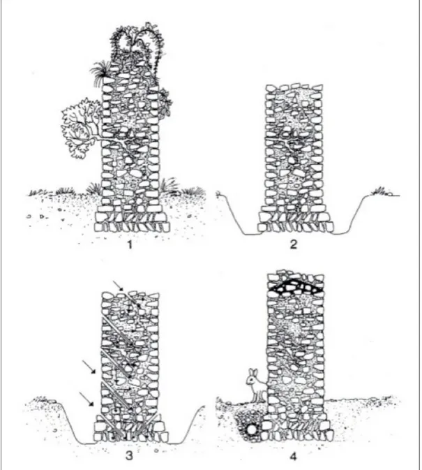 Illustration 6: Consolidation d'une maçonnerie (J.P. Adam) : 1 – Le mur à l’état  d’abandon ; 2 – La végétation est retirée et les racines détruites ; 3 – le mortier  est rejointoyé, les orifices sont percés et le coulis injecté, en commençant par la  base
