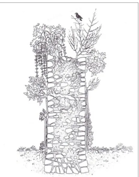 Illustration 5: Implantation de la végétation dans une  maçonnerie (J.P. Adam)
