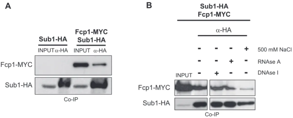 Figure 6. Sub1 and Fcp1 are components of the same complex. (A) Co-IP performed on WCEs from Sub1–HA and Sub1–HA Fcp1-MYC cells using an anti-HA antibody