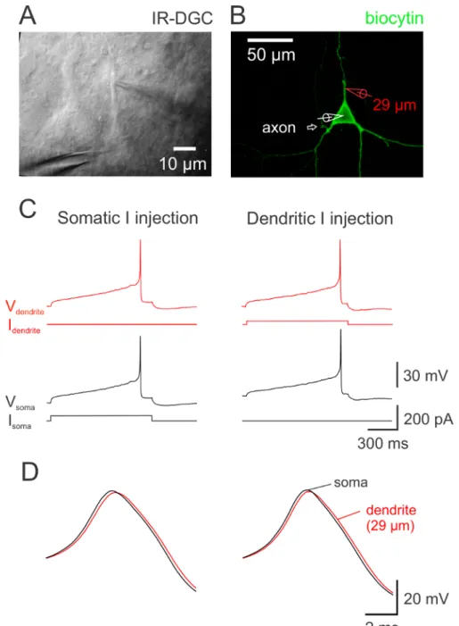 Figure 3. Dual S omatodendritic Recording in a DA Neuron. (A) IR-DGC image of a DA neuron