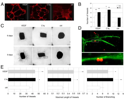 Fig. 4. In vitro and ex vivo angiogenesis induced by C1q. (A) Capillary-like tubules were allowed to form from endothelial cells exposed to C1q (10 μ g/mL) or VEGF (20 ng/mL) in Matrigel