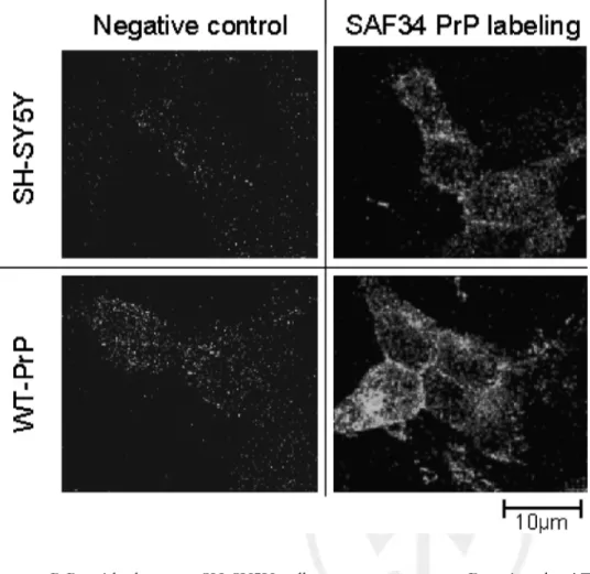 Fig. 1. Immunofluorescence detection of the prion protein on SH-SY5Y and wtPrP cells. PrP c was detected using SAF 34 antibody (10 lg/ml) followed by a FITC-conjugated secondary  anti-body