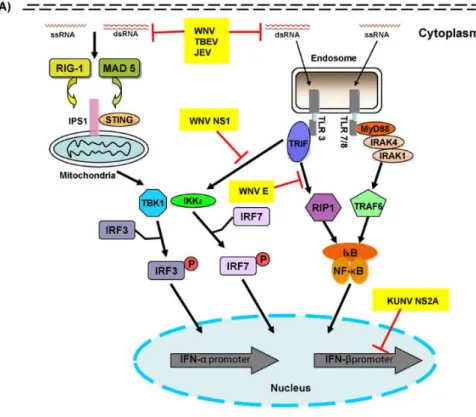 Figure 8: Signaling pathway of type I interferon and flavivirus escape strategies (Ye et al., 2013)