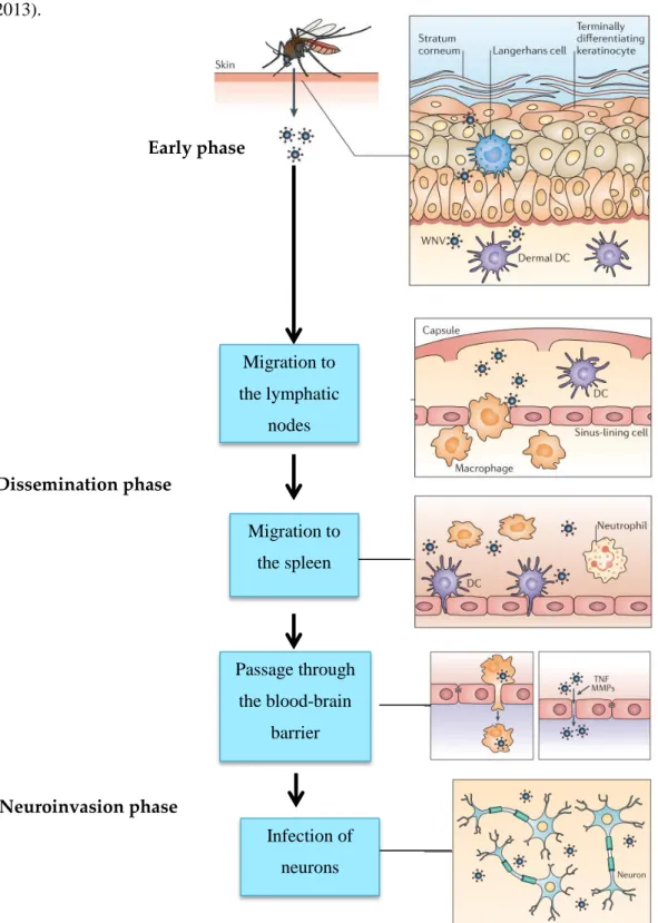 Figure 9: Pathogenesis of West Nile fever virus in humans, based on Suthar et al., 2013