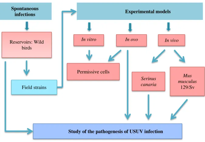 Figure 10: Strategy for the study of the USUV-infection pathogenesis 