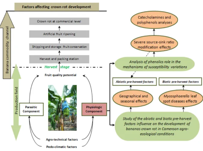 Figure 1: Diagram representing different steps of banana commodity channel and the scientific strategy of  this thesis.