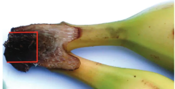Fig. 1. Clusters of bananas divided into two parts through the transverse cutting of the crown for the visualization of internal crown rot symptoms that was adjusted to a rectangular shape for measurements of the necrotic surface.