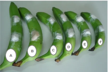 Figure  2:  Effects  of  different  levels  of  BLSD  severity  (treatment  A-F)  on  the  morphology  of  bananas  harvested  at  the  same  physiological  age  (900dd)