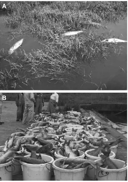 Figure 1. Mass mortality of common carp caused by CyHV-3 disease in Lake Biwa, Japan, in 2004