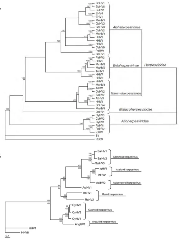 Figure 2. (A) Cladogram depicting relationships among viruses in the order Herpesvirales, based on the conserved regions of the terminase gene