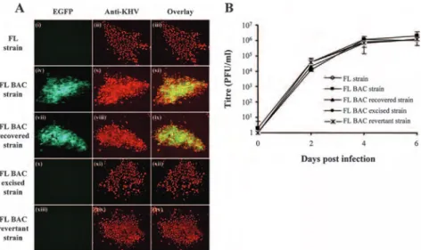FIG. 4. Characterization of KHV strains derived from the FL BAC plasmid. (A) Epifluorescence analysis of KHV syncytia