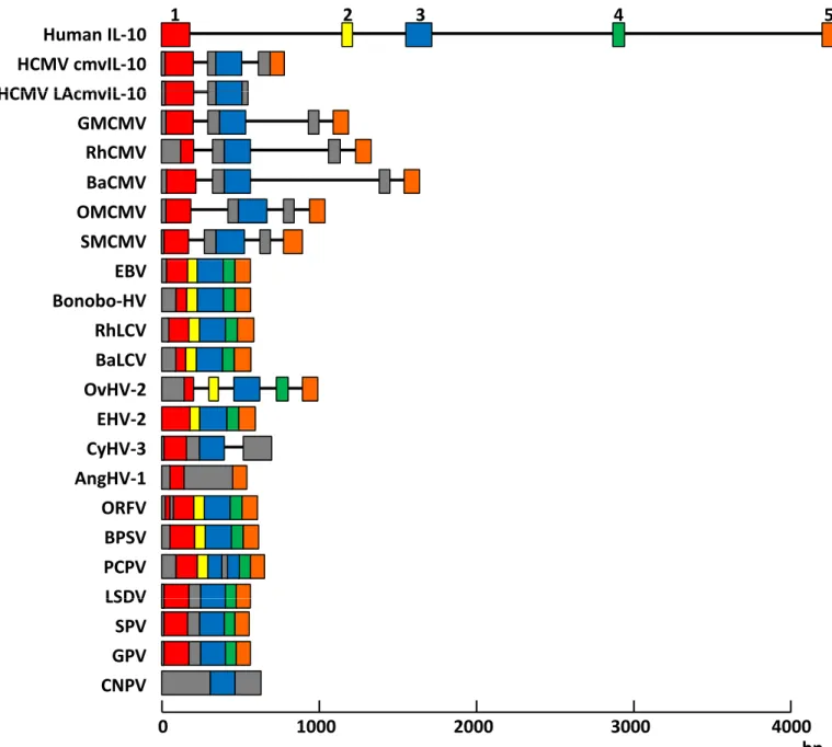Figure 1. Schematic representation of the genomic intron/exon organization of human IL-10 (H.