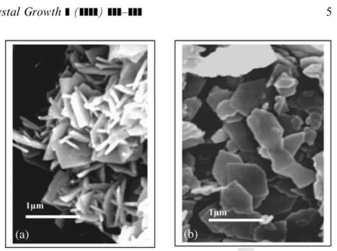 Fig. 3. SEM micrographs of Cu 2 (OH) 3 NO 3 particles synthe- synthe-sized: (a) in the ‘‘diluting’’ reactor (sample 2) and (b) in the classical reactor (sample 1).