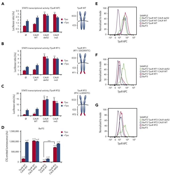 Figure 4. CALR mutants activate and rescue cell surface expression of mutated TpoR harboring a retention signal in its C-terminal domain