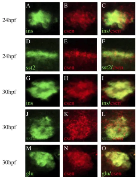 Fig. 2. Coexpression of calsenilin and pancreatic hormones.  Double fluorescent in situ hybridization in zebrafish embryos