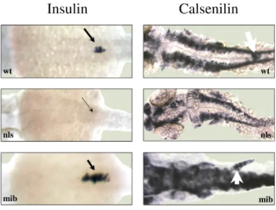 Fig. 3. Expression of calsenilin in mutants with affected retinoic acid synthesizing aldehyde dehydrogenase  (RALDH; nls) and Notch (mib) signaling
