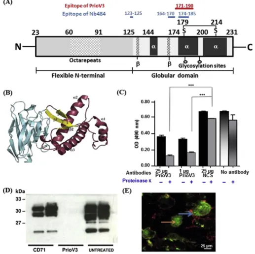 Fig. 6. Effects of the binding of PrioV3 and Nb484 on the properties of prion. (A) Schematic representation of human prion