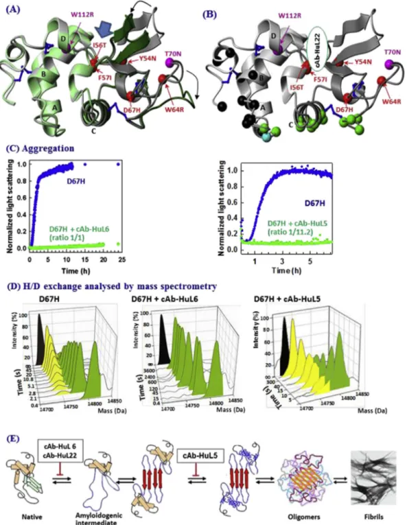 Fig. 3. Mechanism of aggregation of HuL into amyloid ﬁbrils and mechanisms of inhibition of this process by cAb-HuL5, cAb-HuL6 and cAb-HuL22