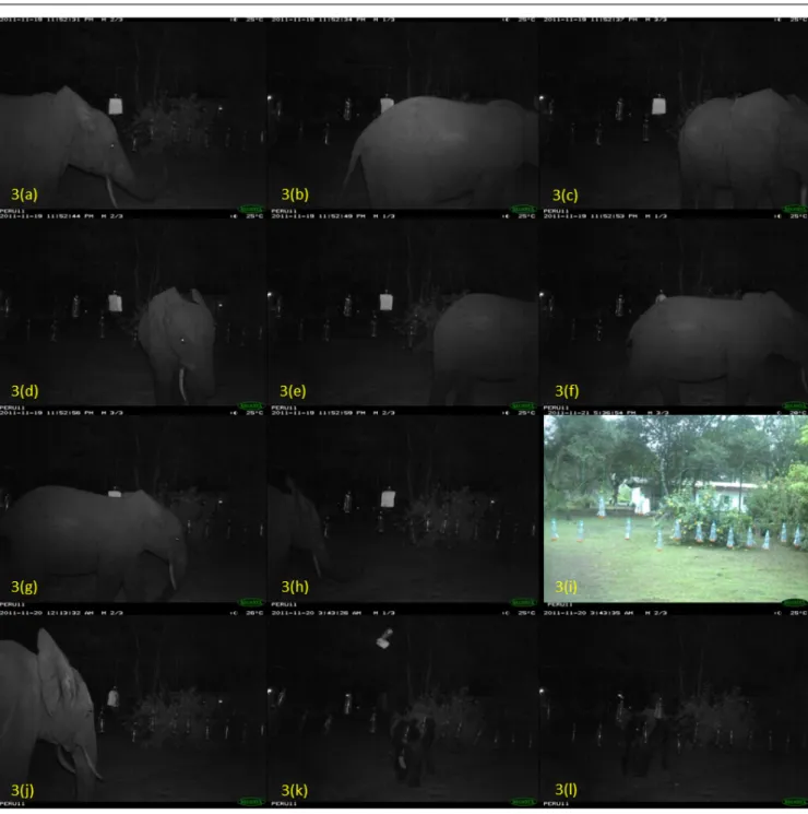Fig. 3. Pictures from S2 of the elephant contact events with the chilli fence device. Picture 3(i) shows the chill pepper fence  device with mango trees in its background