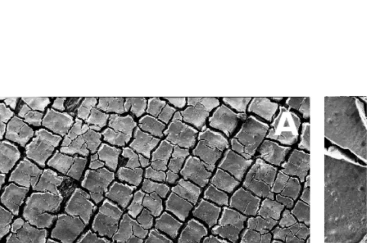 Figure 1.6: SEM images of the homemade anodic Pt/C active layer pasted on carbon cloth (A and B) and of the commercial anodic Pt/C active layer sprayed on the Naﬁon ® surface (C and D).