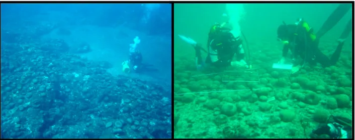 Figure 15 - Codium elisabethae stands within the sites of Ponta Furada (left) and Monte da Guia (right)