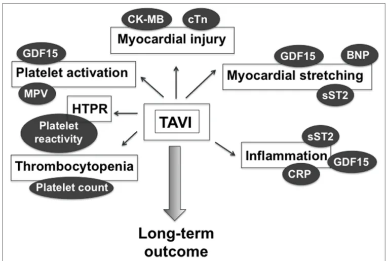 FiguRe 1  |   Blood biomarkers of TAVI-related myocardial injury, myocardial stretching, inflammation, and hemostasis imbalance that might provide postprocedural  prognostic information