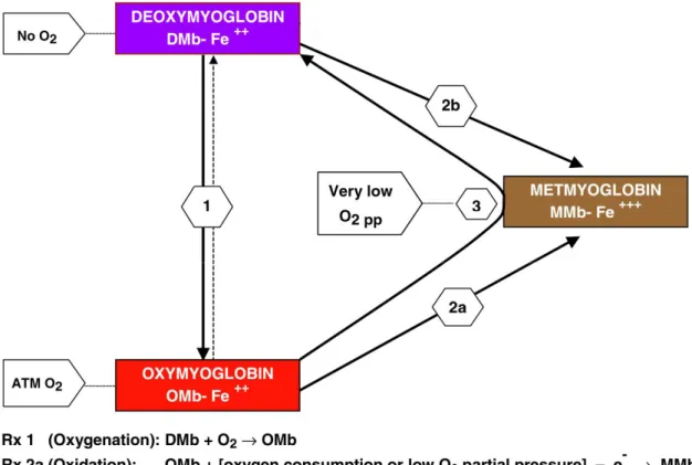 Figure 6 Visible myoglobin redox interconversions, adapted from Mancini and Hunt (2005)