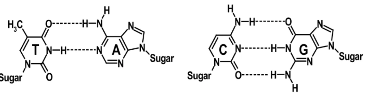 Figure 6-1.  Hydrogen bonds between the Watson-Crick base pairs. Left: thymine- thymine-adenine