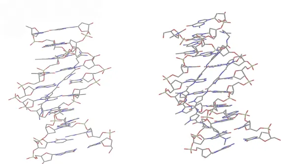 Figure 6-5.  Structure of 1:1 and 2:1 complexes between minor groove binders and B-DNA (adapted from the Nucleic Acid Databank entries 121D and 407D respectively).