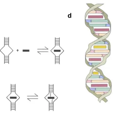 Figure 6-7.  a-c: Intercalation mechanism 11  (see the text for a detailed description)