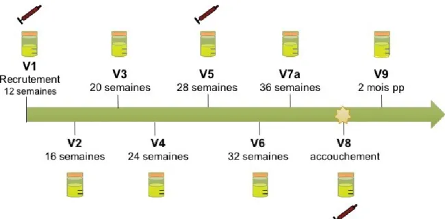 Figure 9. Échelle de temps des visites prévues et de la collecte d’échantillon d’urine et  de sang planifiés pour la cohorte