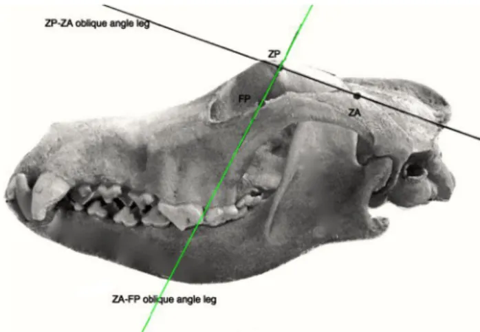 Fig. 3 Lateral skull view. The almost vertical line represents the oblique leg of the OA when FP and ZP are contact points