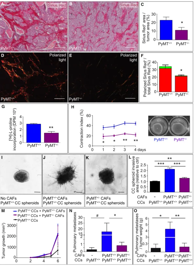 Figure 4. Effect of PHD2 Haplodeficiency on Matrix Production and Remodeling by CAFs (A–C) Sirius red staining of PyMT +/+ (A) and PyMT +/ (B) tumors