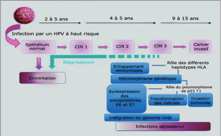 Figure 1. Représentation schématique des principales étapes de la carcinogenèse induite par HPV.