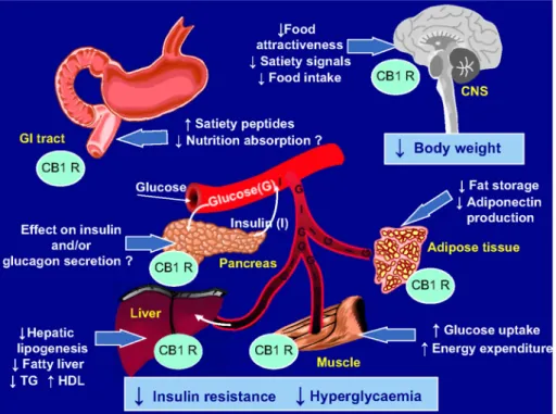 Figure 1. Potential mechanisms of action of rimonabant, a selective cannabinoid type-1 receptor (CB1 R)  antagonist, in the improvement of glucose control and other cardiometabolic risk factors in overweight/ obese  patients with type-2 diabetes