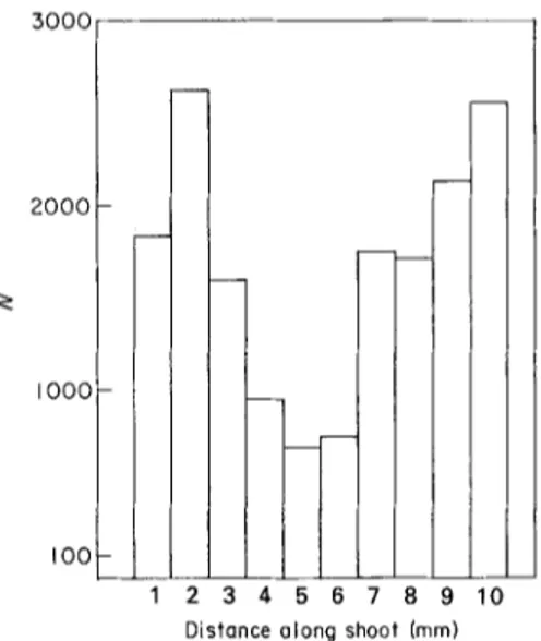 TABLE I.  Distribution  of  Bangiophyceae  on  a  Cladophora  prolifera  shoot:  number  of  individuals  millimetre-by-  millimetre (cumulative  count  for  20  shoots  of average  size,  that  is  200 p.m wide  at  3  m m   from  the  apex) 