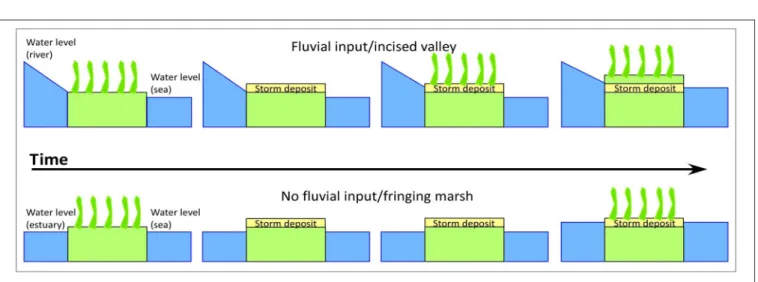 FIGURE 12 | Cartoon of theoretical control exerted by geologic framework over marsh accretion